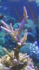pearl berry sps april'11