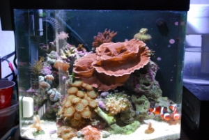 Mix Reef 12g Nano
