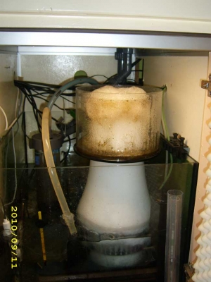 Protein Skimmer in Action