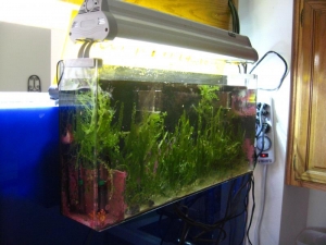 Refugium