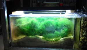 Refugium