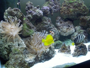 fish13