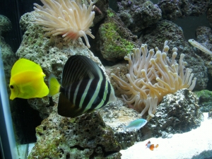 fish32