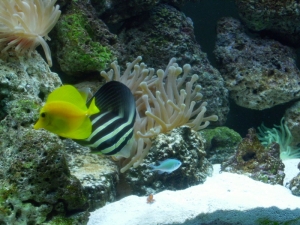 fish41