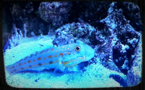 Diamond Goby