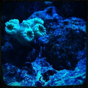 Candy Cane Coral