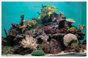 FTS11