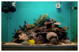 FTS21