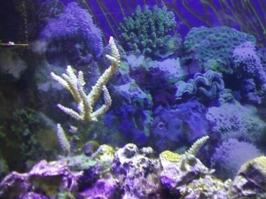 purple_berry6-8-11