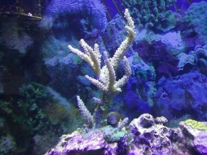 purple_berry6-7-11