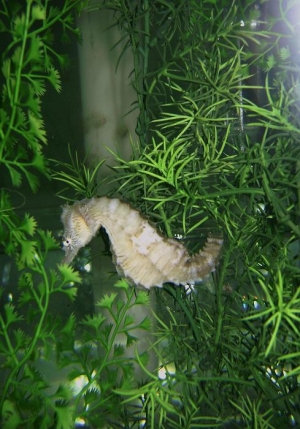 H. erectus Broostock