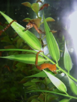 H. erectus Juveniles