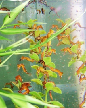 H. erectus Juveniles Week 7