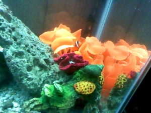 tomato clownfish