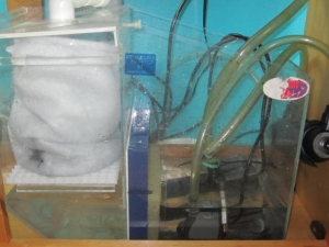 New Reef Tank
