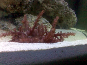 my kenya tree coral