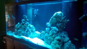 Mac's 1st reef 150g