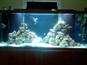 Mac's 1st reef 150g 6 months