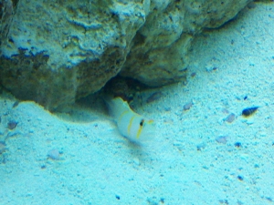 Mac's 1st reef 150g