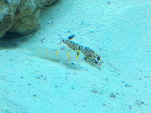 Mac's 1st reef 150g