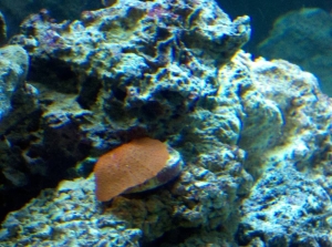 1st coral