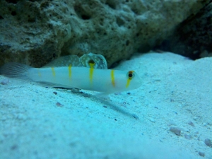 Mac's 1st reef 150g