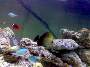 my inhabitants