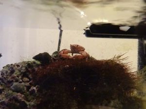 Large Orange Emerald Crab