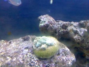 gonipora coral