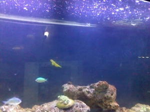 yello watchman goby