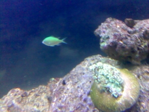 gonipora