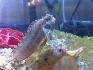 Rock Skipper Posing