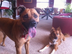 Wolfe Doggies