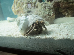 New Reef tank