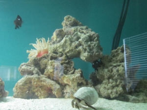Reef Tank