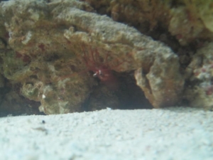 Peppermint Shrimp