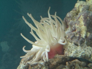 New Anemone Addition