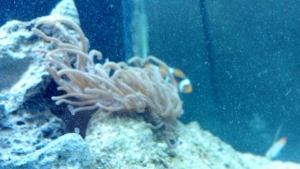 my new aquarium stuff