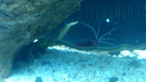 my new aquarium stuff