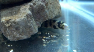 my new aquarium stuff