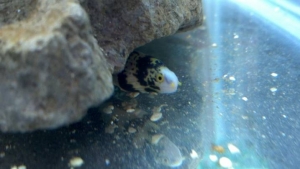my new aquarium stuff