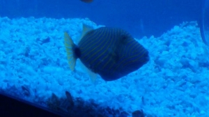 my new aquarium stuff