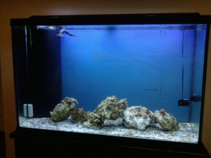 110g my first saltwater tank