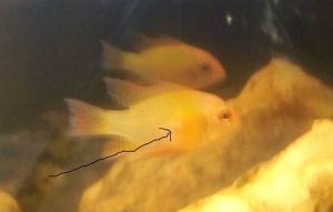 a bite mark??