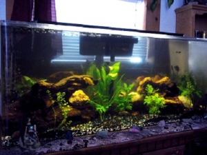 50g