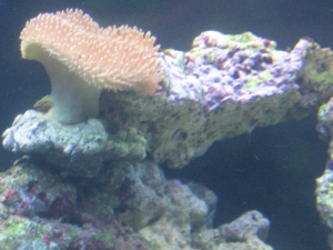 aquarium_2011_094