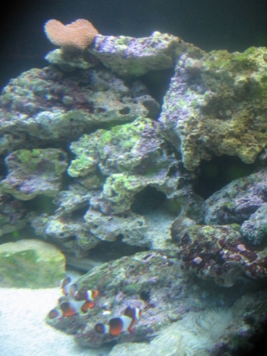 aquarium_2011_098