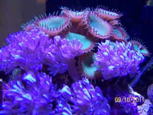 Pulsing Zenia