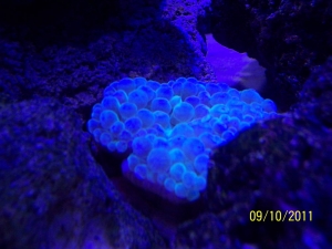 Bubble anemone