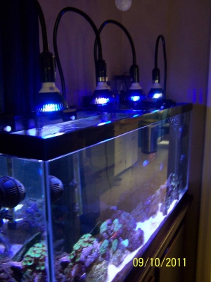 55 gal w/ new lights!